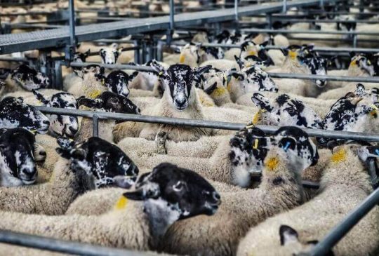 Rules-and-regulation-for-export-of-livestock